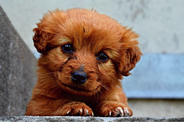 Descubre las mejores razas de perros pequeños para tener en casa - MascotaGadget.com
