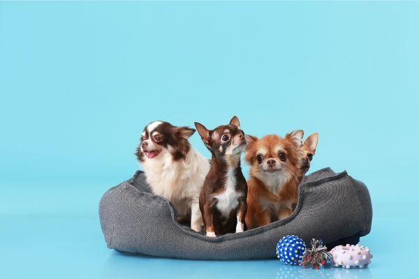 Elegir la Mejor Cama para Chihuahua - MascotaGadget.com