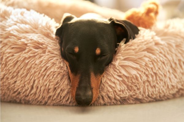 Las mejores camas para perros - MascotaGadget.com