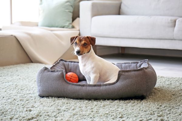 Las mejores camas para perros, Cómo elegir una cama para perros - MascotaGadget.com