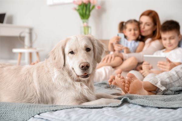Las razas de perros ideales para hogares - MascotaGadget.com