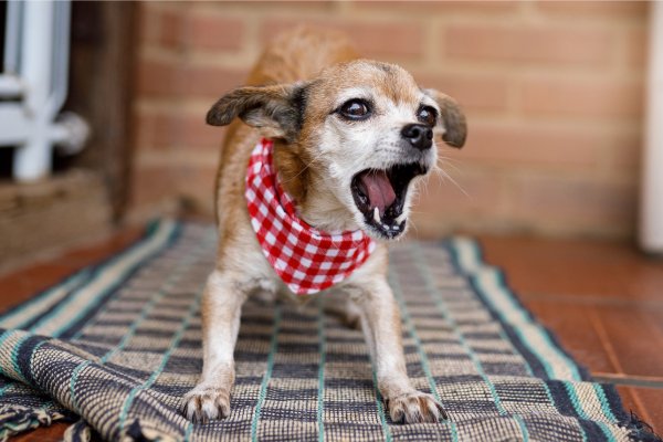 Mi perro ladra mucho y molesta a los vecinos - MascotaGadget.com