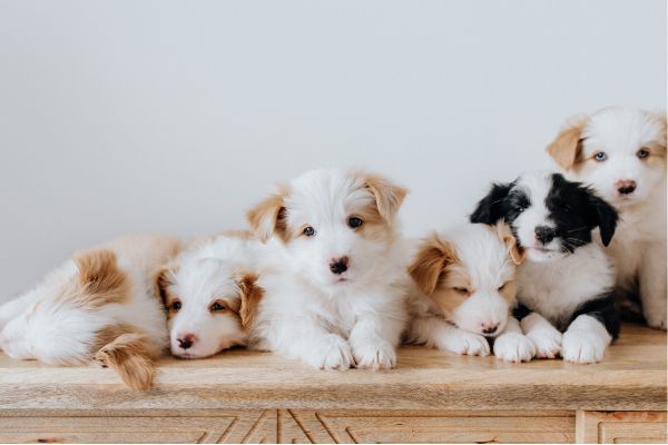 Socialización de Cachorros - MascotaGadget.com
