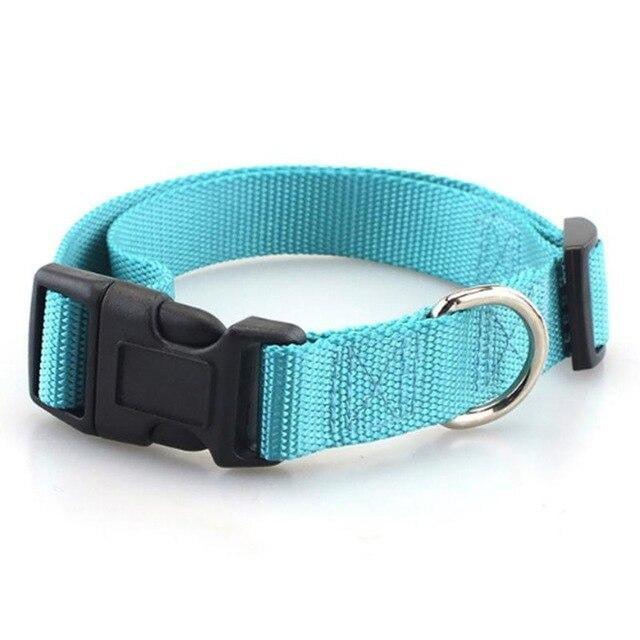 Collar Basic para Perro - MascotaGadget.com