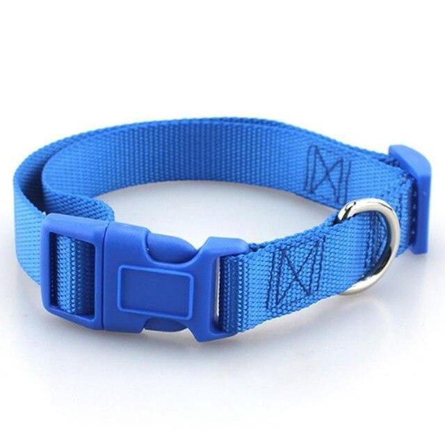 Collar Basic para Perro - MascotaGadget.com
